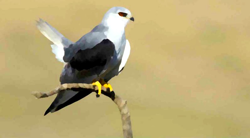 Il Nibbio che Nitriva | Esopo | Favole per Bambini